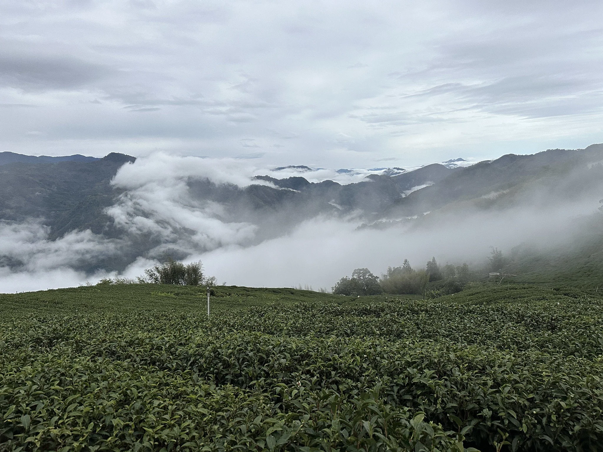 Alishan Tea Mountain in Taiwan — Tranquil Tuesdays